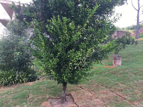 Imagem 14 de 20 de Terreno À Venda Na Alameda Do Contorno, Colinas De Ibiuna, Ibiúna - Sp - Liv-10550