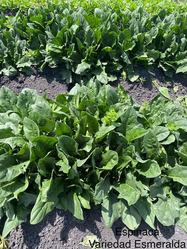 Semilla De Espinaca Esmeralda Sakata A Granel 1 Kilo