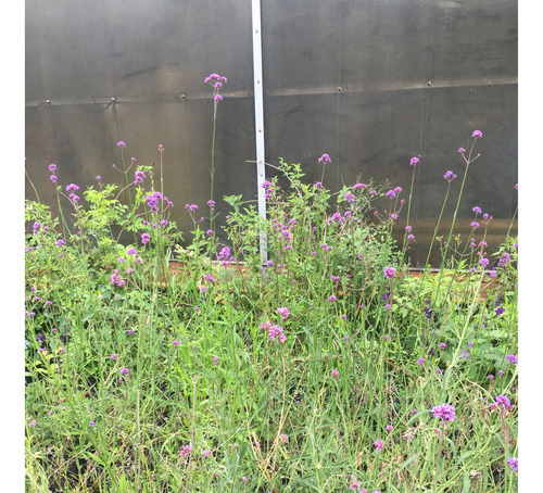 Verbena Bonaerensis