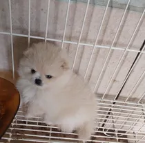 Comprar Lulu Pomerania Blanco