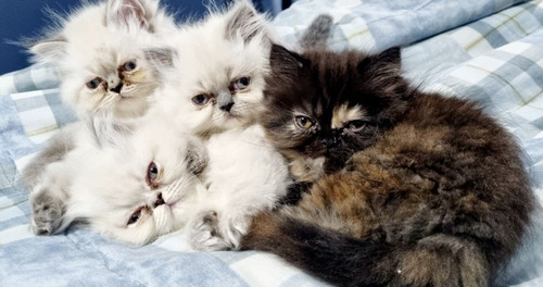 Imagen 5 de 5 de Gatitos Persa