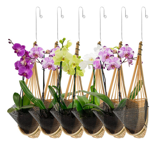 Plantador De Orquídeas Colgantes De Kitypartsy, 6 Paquetes T