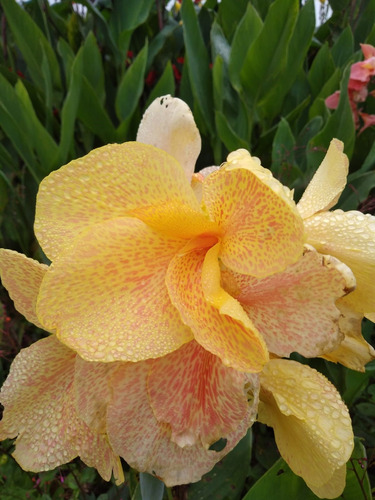 Flores Para Jardins (canna-indica) Monte Seu Kit 3 Três Und.