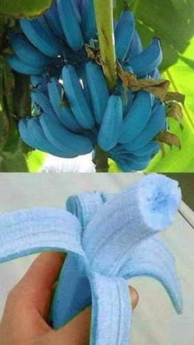 Mudas De Banana Azul Blue Java 
