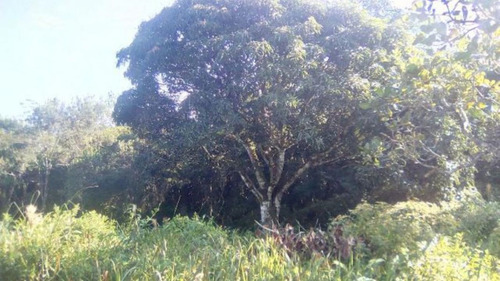 Imagem 15 de 25 de Imóvel No Balneário Gaivota, Em Itanhaém, Com Bom Espaço Para Plantio, Analisa Proposta À Vista Ref: 4442/ac