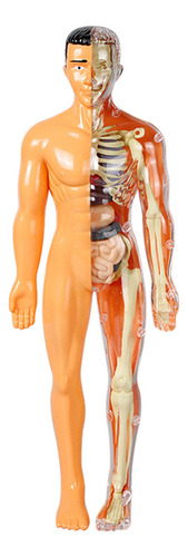 Modelo De Torso De Corpo Humano 3d De 28,5 Cm Conjunto De Mo