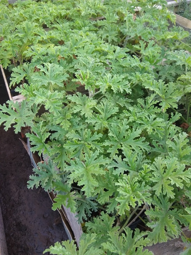 Pelargonium Graveolens - Falsa Citronella - Aromática M12