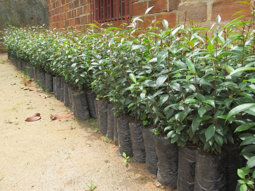 Semilla Eugenias Cercas Vivas 300 Unidades