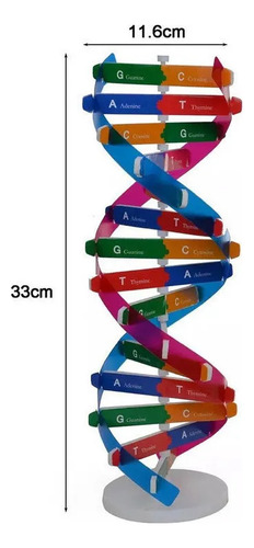 Modelo De Adn Manual: Genes De Doble Hélice Para La Ciencia