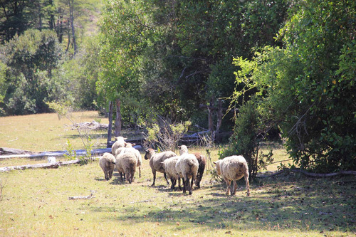 Campo De 326 Hectáreas En Llanada Grande, Cochamó.