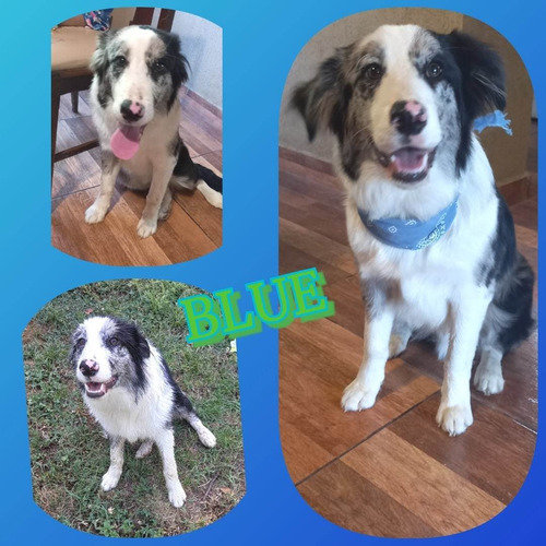 Imagen 2 de 4 de Peluquería Caninas A Domicilio