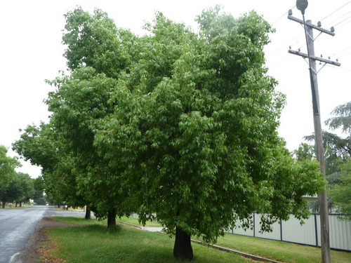 10 Semillas De Arbol Botella - Brachychiton Populneus Cod903