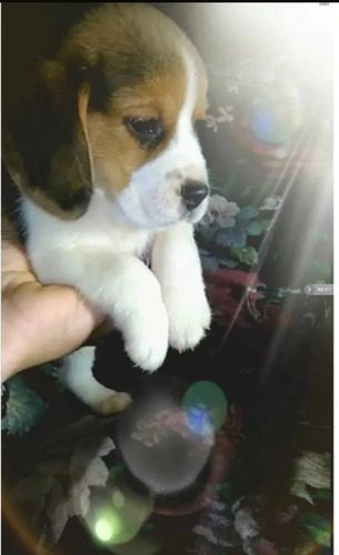 Cachorros Beagle