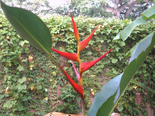 Heliconias. Plantas De Jardín