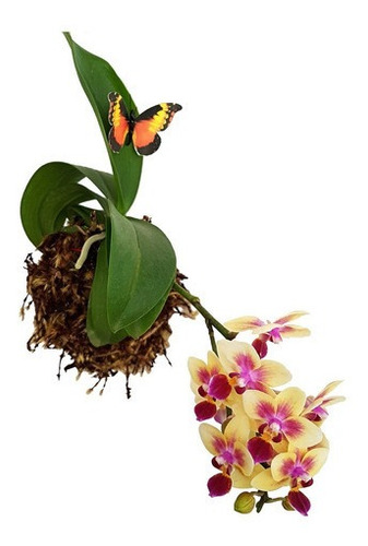 Imagem 1 de 5 de Arranjo Floral Kokedama Orquídea Phalaenopsis Mini Amarela