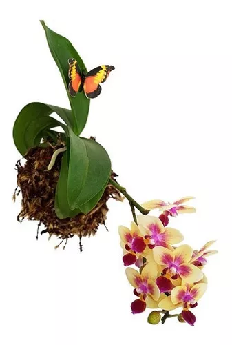 Arranjo Floral Kokedama Orquídea Phalaenopsis Mini Amarela