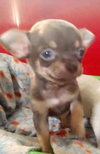 Chihuahua Hembra Mini