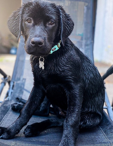 Cachorro Labrador Retriever 