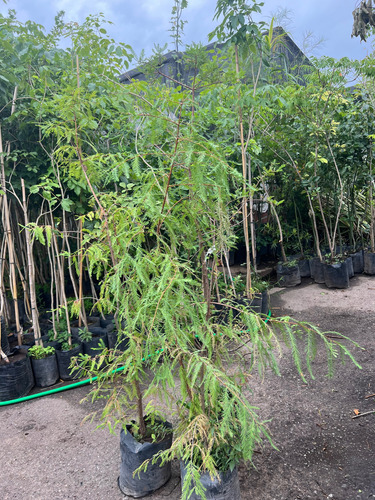 Ciprés Calvo (taxodium) 10 Litros. Certificado Por Senansa