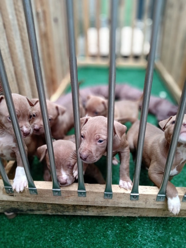 Filhote De American Pit Bull Terrier