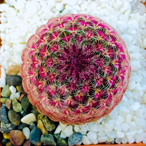 Imagen 4 de 4 de Exotico Cactus Arcoiris