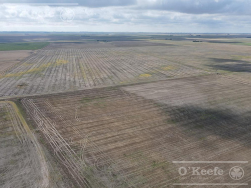 Campo De 380 Has En Coronel Pringles. 100 % Agrícola - Sobre Ruta !