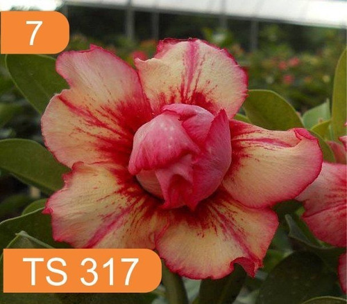 Imagem 8 de 10 de 4 Rosas Do Deserto Enxertada Preta Branca Vermelha E Amarela