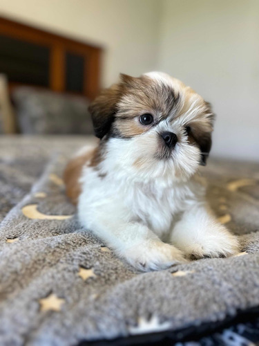 Hermosos Machitos Shih Tzu Chiquititos !!