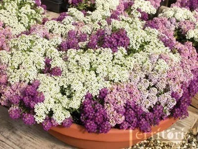 Alyssum Violeta Sementes P/ Mudas | Parcelamento sem juros