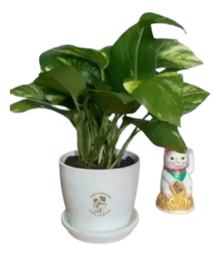 Pothus + Maceta Plástica + Plato X 5u - Plantas De Interior