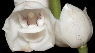 Sementes Orquideas Espirito Santo | MercadoLivre 📦