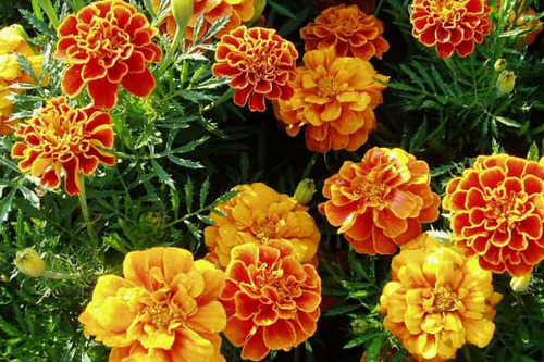 Semillas  De Flor Tagetes. Mix Colores (100 Uds.)