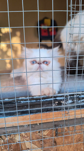 Reserva Gato Persa Himalayo Extremo Red Point