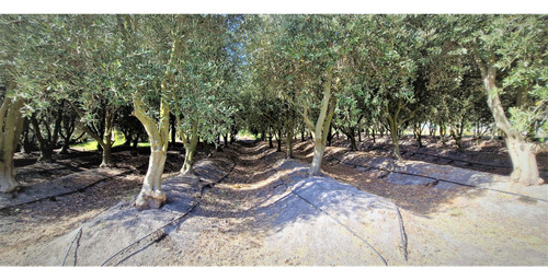 Parcela De 5.000 M2., En Venta En San Isidro, Quillota. Árbo