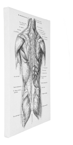 Cuadro Mural De Anatomía, Lienzo, Órgano Decorativo Retro Pa