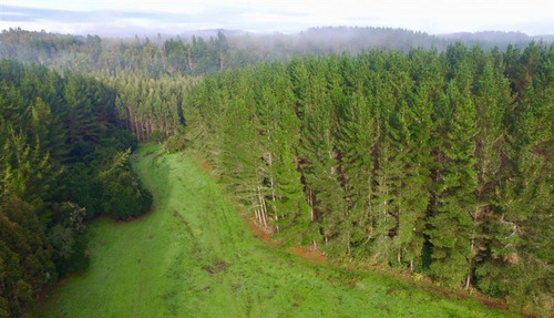 Agrícola En Venta En Osorno