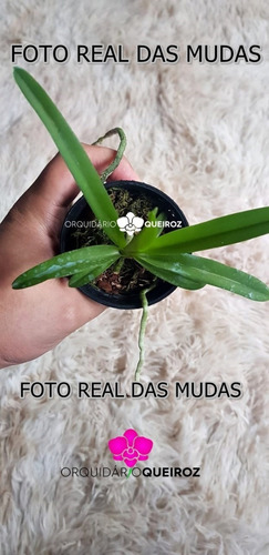 1 Muda Orquidea Vanda Azul