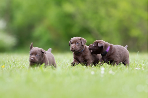 Labrador Chocolate! Hermosos.