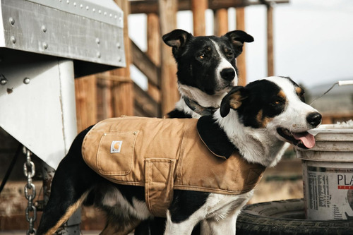 Carhartt Firm Duck Insulated Dog Chore Coat Marrón/latón