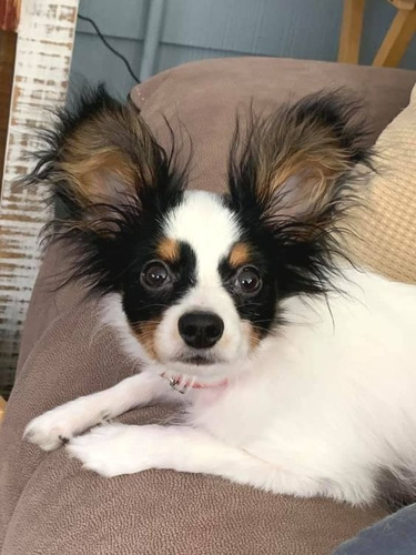 Cachorros Papillon Perros Cachorrito Papillon Dog Disponible