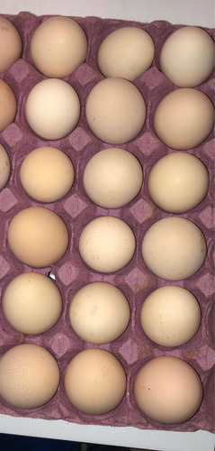 Imagen 7 de 9 de Huevos Fértiles De Orpington Leonado