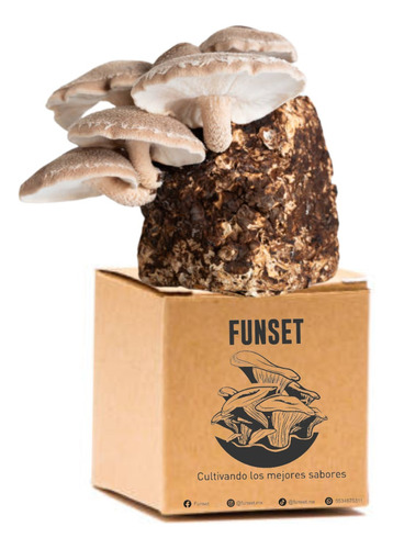 Kit Cultivo Hongo Shiitake (casa)