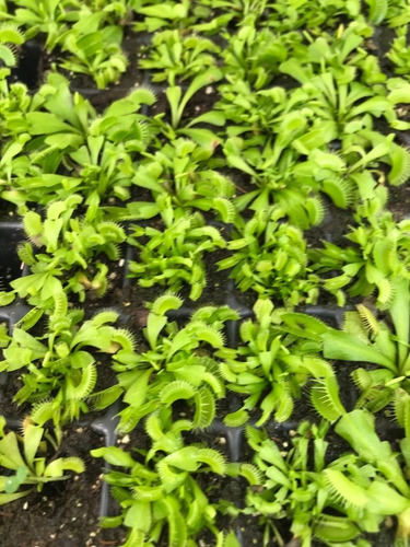 Imagen 2 de 4 de Charola Venus Atrapamoscas (100 Plantas) / Vitroplant