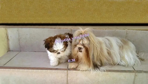 Shihtzu Puros Perritos Con Garantìa 350 Macho Y Hembra