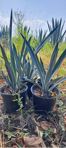 Agave Azul Weber 40 Plantas De 20 A 30 Cm 