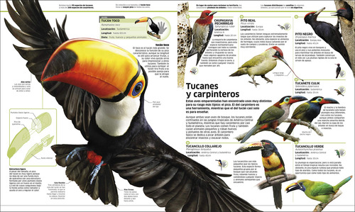Animales, Enciclopedia Del Conocimiento ¡animal!, En Español