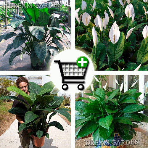 Lirio Da Paz Gigante Spathiphyllum - Sementes Flor P/ Mudas | Parcelamento  sem juros