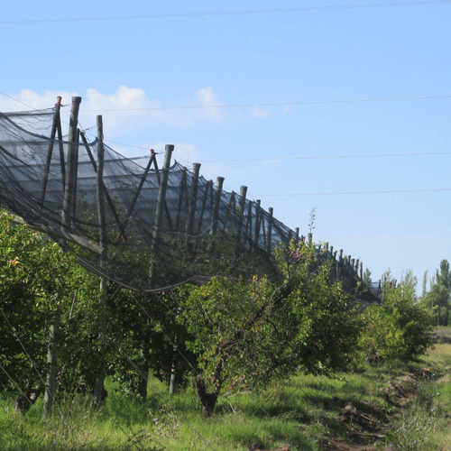 Venta Finca Olivos Ciruelas En San Rafael Mendoza