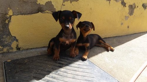 Filhotes Pinscher Miniatura Machos Preço Para Venda Imediata