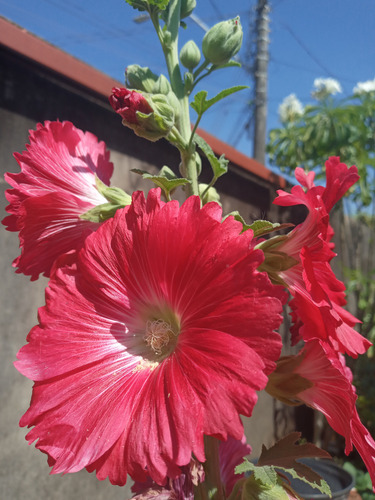 50 Sementes De Cada Cor De Malva Real.